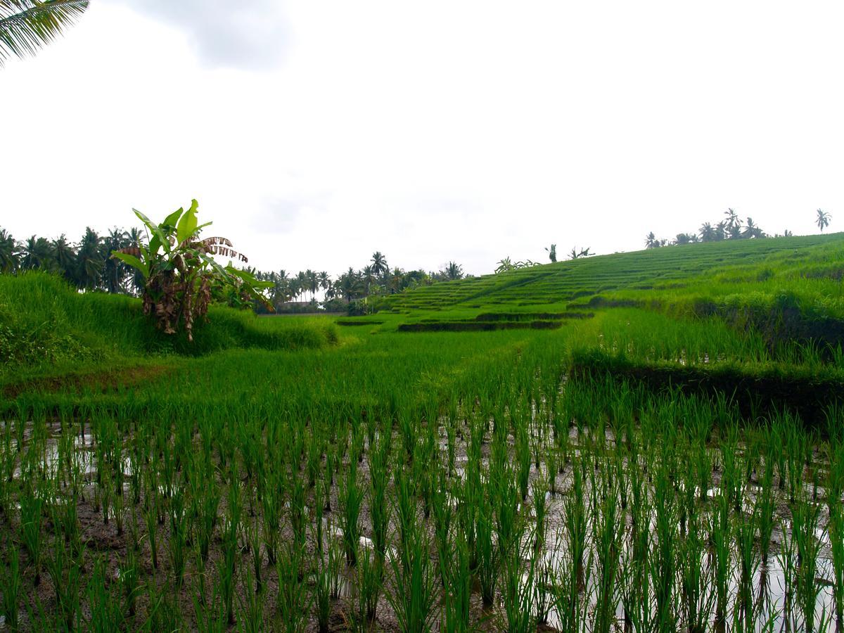 Bali Beach Eco Villas Pondok Matekap Selemadeg  ภายนอก รูปภาพ